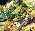 photo de Rivularia 